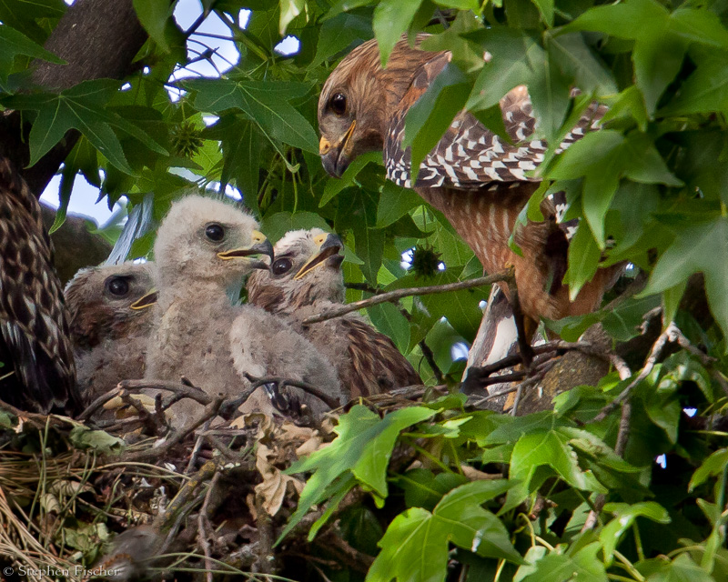 Red Shouldered Hawk tending the young