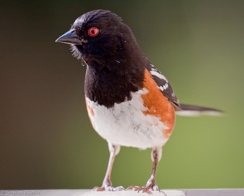 Spotted Towhee close-up