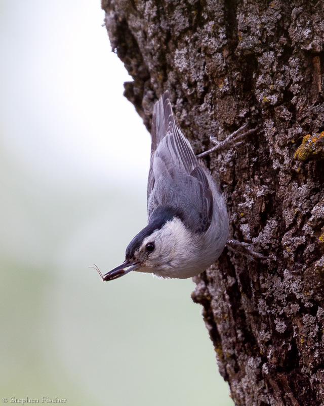 White Breasted Nuthatch and his catch