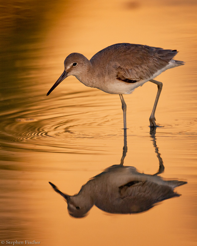Willet on gold