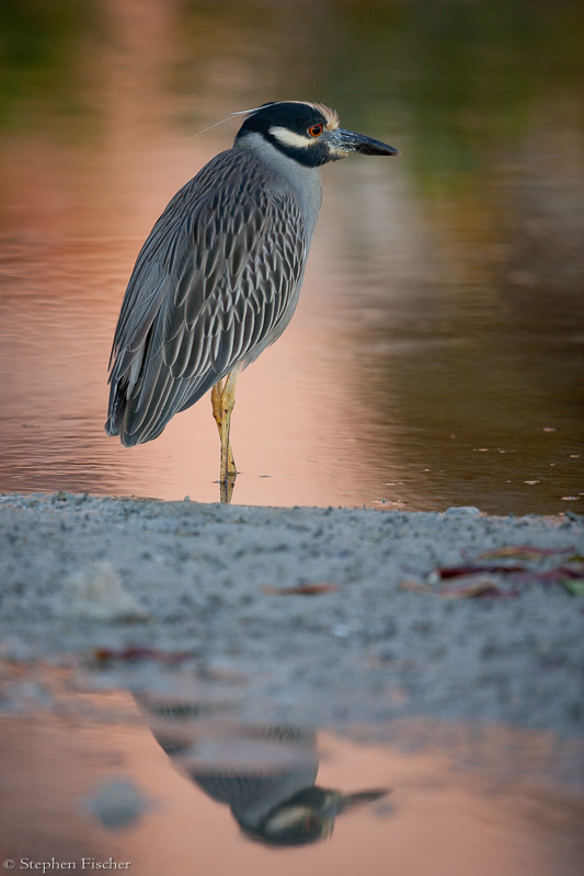 Yellow-crowned night heron reflections