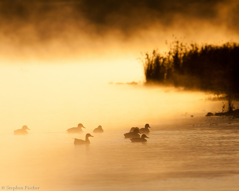 Ducks in the morning light