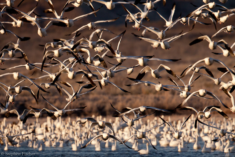 Snow Geese mob