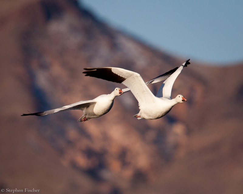 Snow Geese pair in flight