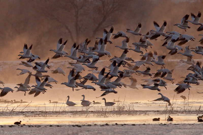 Snow geese lift-off
