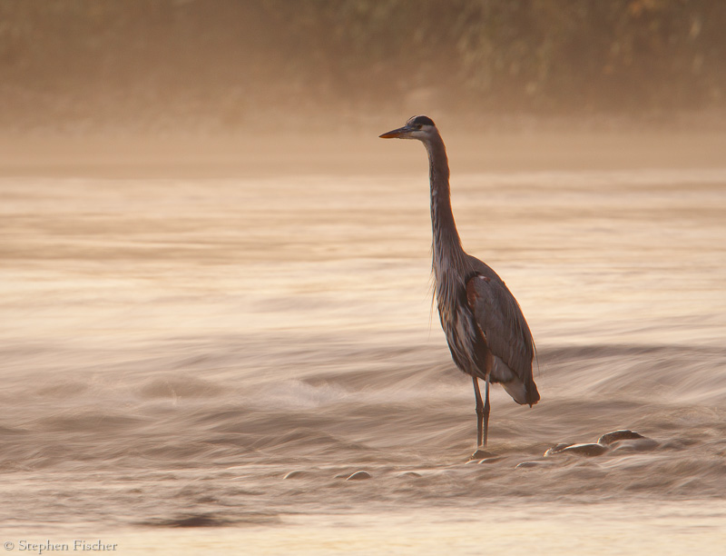 Great Blue Heron morning river light
