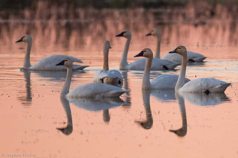 Evening swans
