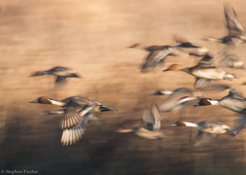 Flight of the pintails