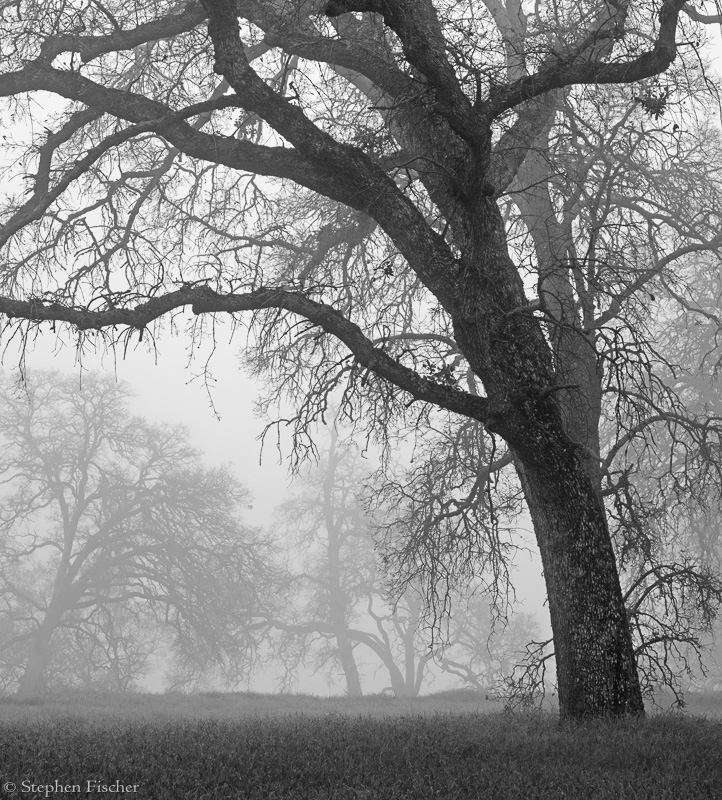 Oaks in the fog