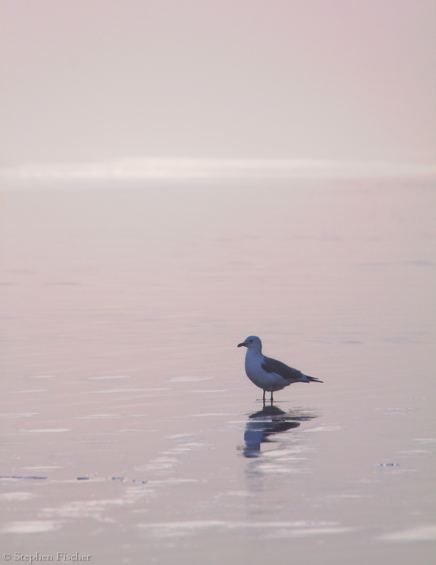 Reflecting seagull