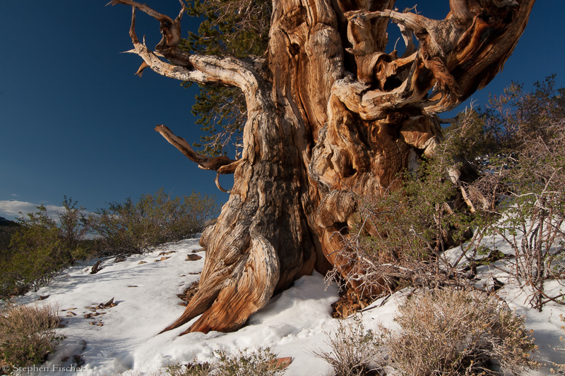 Majestic Bristlecone pine