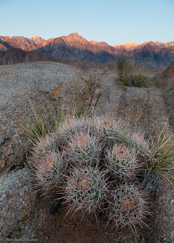 Sierra cactus morning