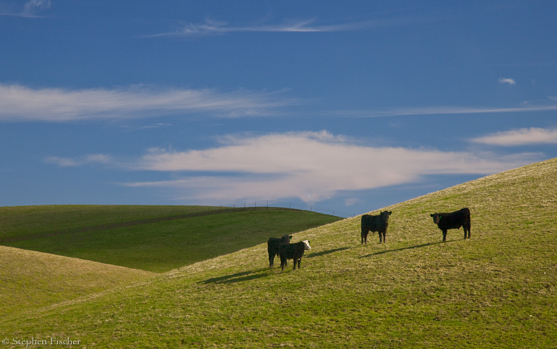 Blue sky cows