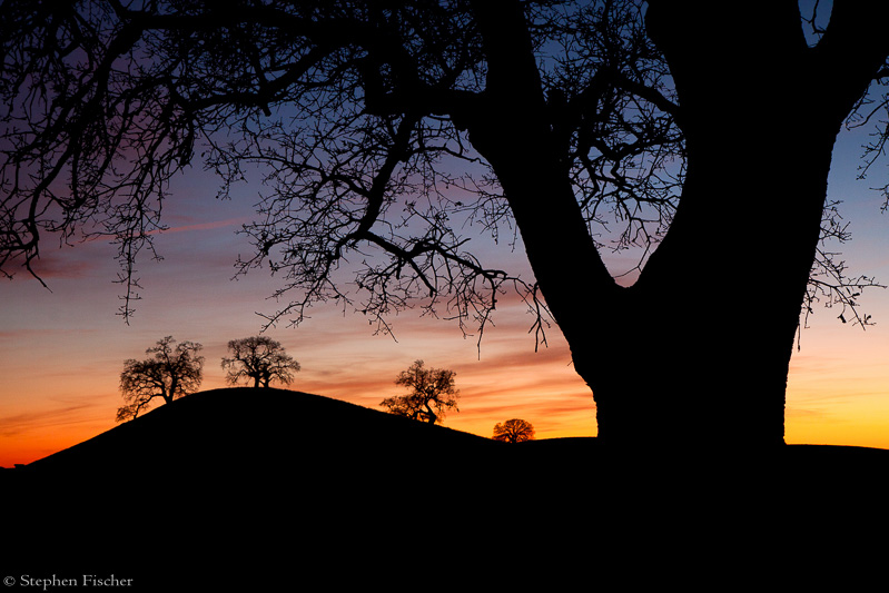 Oak sunset silhouette