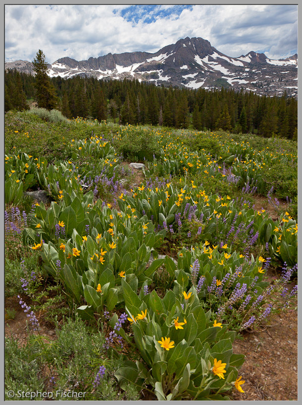 Alpine wildflowers