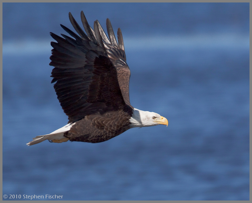 Bald Eagle fly-by