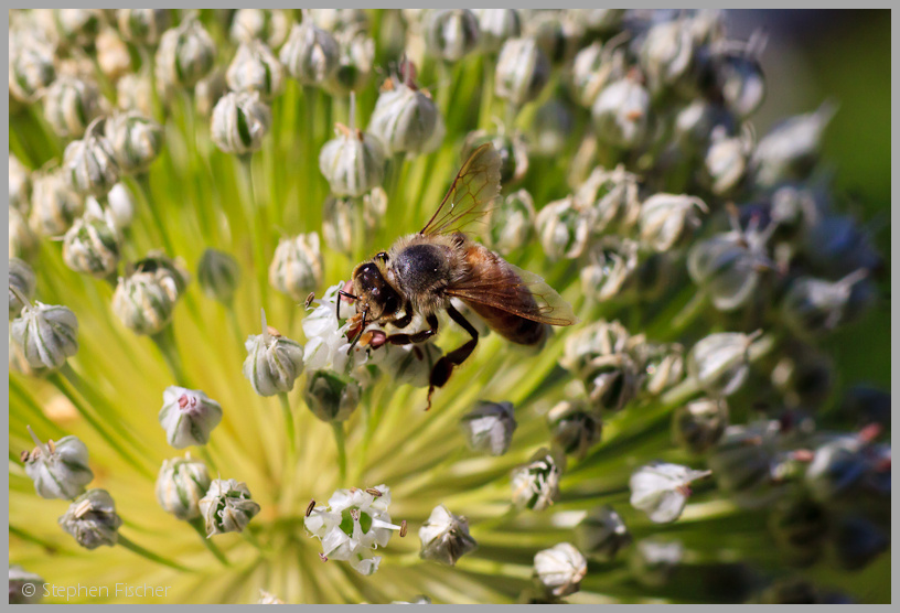 Bee on a green onion blossom