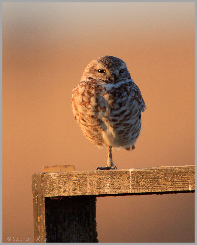 Borrowing owl