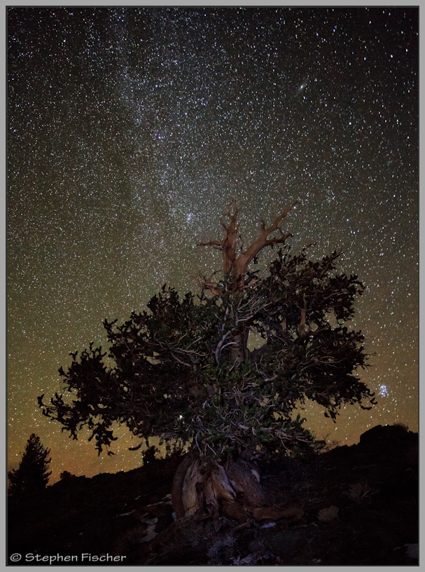 Bristlecone milkyway