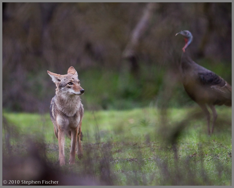 Coyote meal