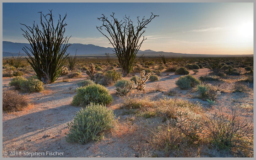 Desert morning colors