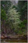 Dogwood in Yosemite