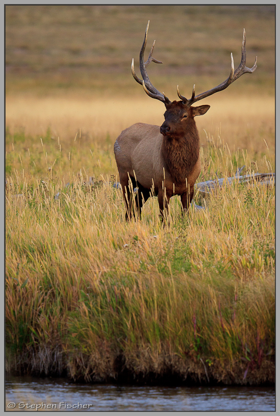 Elk on the river