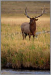 Elk on the river