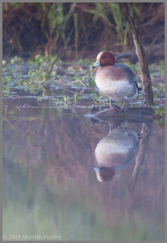 Eurasian Wigeon