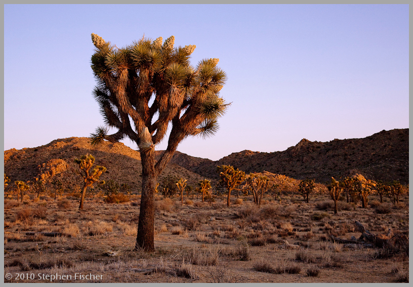 Evening Joshua tree