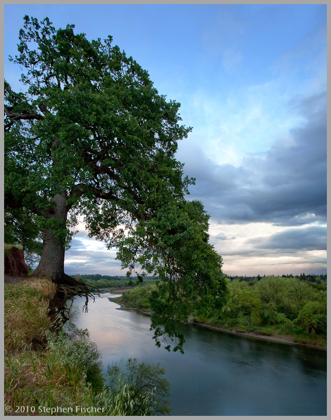 Hanging tree