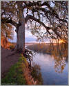 Hanging tree at sunrise