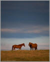 Horses at days end