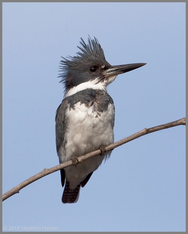 Kingfisher portrait