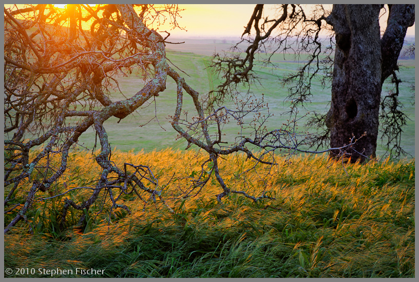 Oak meadow sunset