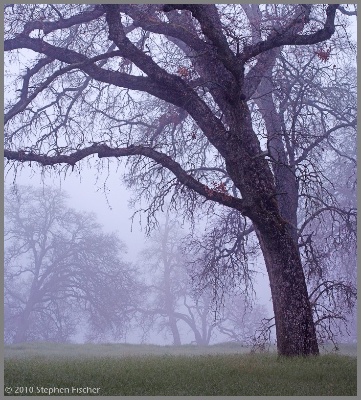 Oaks in the fog