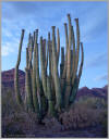 Organ pipe cactus