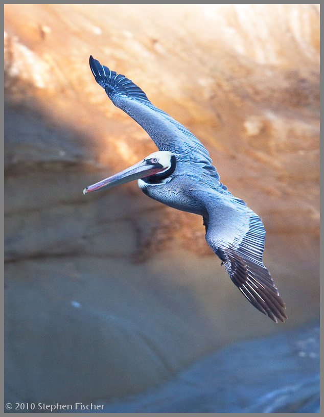 Pelican on gold