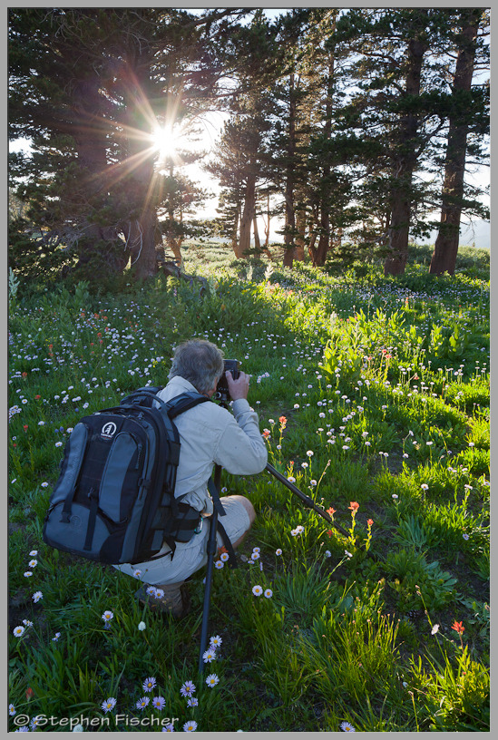 Photographing the wildflowers