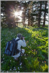 Photographing wildflowers