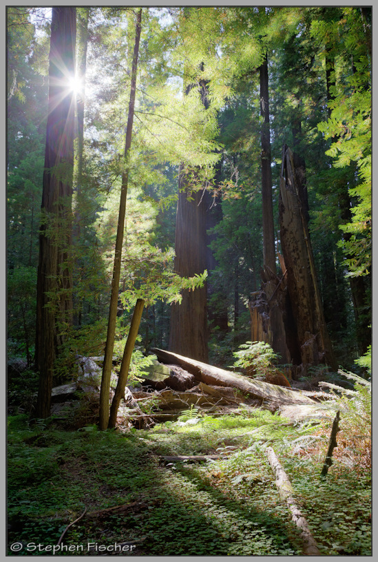 Redwood forest sunburst