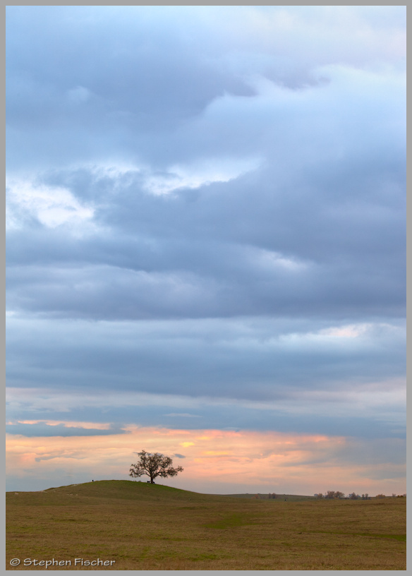 Solitary Oak