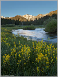 Alpine meadow flowers