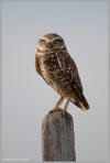 Burrowing owl