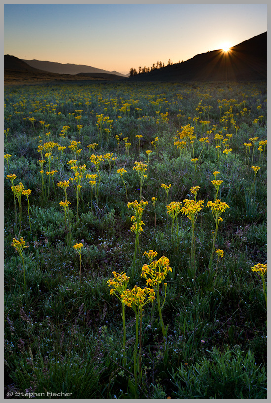 Buttercup sunrise