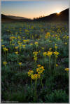 Buttercup sunrise