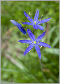 Camas wildflower