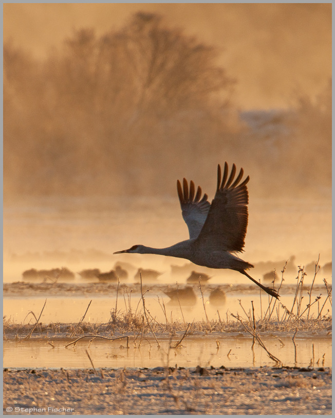 Crane morning departure