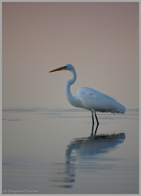 Egret serenity