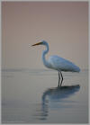 Egret serenity